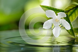 white flower floating on water with droplet in garden.