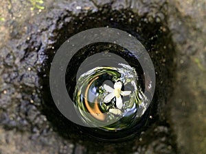 White Flower Floating on Water Surface inside Hole in Lava Stone along Kalalau Trail on NaPali Coast on Kauai Island, Hawaii.