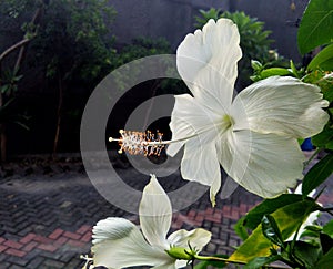 White flower in front yard of Indonesian's house