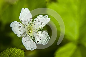 White flower of fruit tree