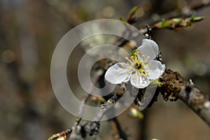 white flower on a fruit tree