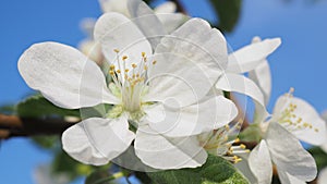 White flower of fruit tree close-up. Petal, pistil, stamen. Spring and flowering plants. Nature illustration about beginning of