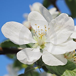 White flower of fruit tree close-up. Petal, pistil, stamen. Spring and flowering plants. Nature square illustration about