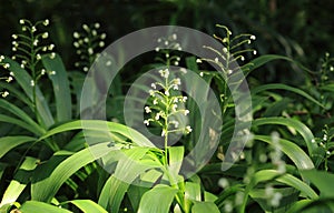 White flower in gaden.