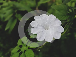 White flower in garden