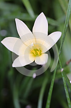 White flower garden