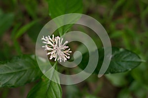 White flower at garden on blurred background