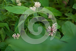 White flower at garden on blurred background