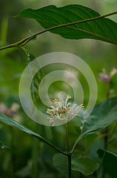 White flower at garden on blurred background