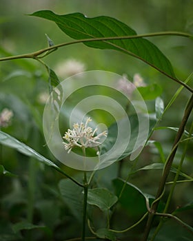 White flower at garden on blurred background