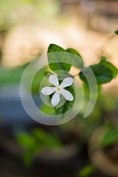 White flower at garden on blurred background