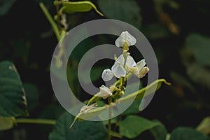 White flower in the garden with green background with natural light in the middle of nature photo