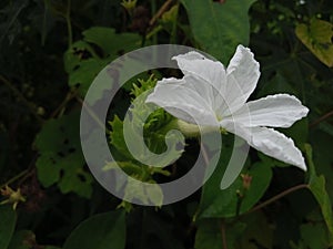 White flower in garden home beautifull