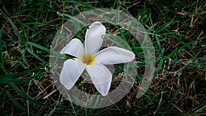 White flower in the garden photo