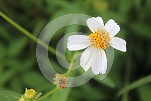 White flower in the garden. reeds in the wind in the meadow photo