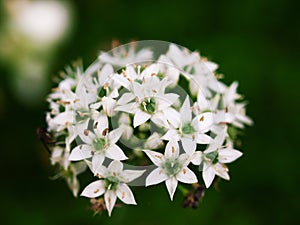White flower in the garden