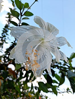 White Flower in the garden is very beuty