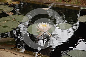 White Flower in the Garden