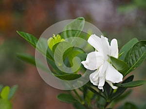 white flower Gardenia jasminoides cape jasmine, jessamine or jasmin blooming with shiny green leaves and heavily fragrant in