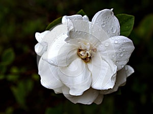 Closeup White flower gardenia jasminoides Cape jasmine with water drops in garden and macro image