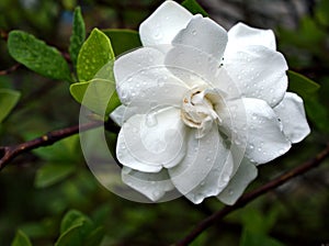 Closeup White flower gardenia jasminoides Cape jasmine with water drops in garden and macro image