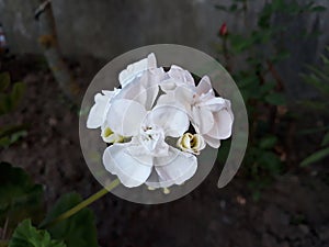 White flower of Geranium in the garden.