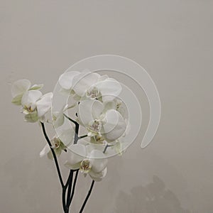 White of flower a gift for happy aniversary