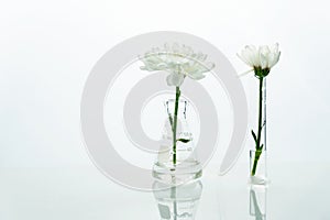 White flower in the glass flask and test tube in clean medical biotechnology science laboratory