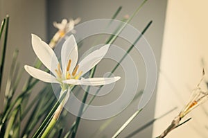 White flower glistening under the light from the window