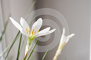 White flower glistening under the light from the window