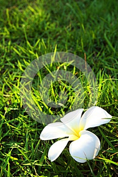 White flower on grass field