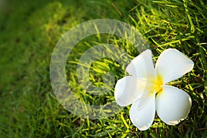 White flower on grass field