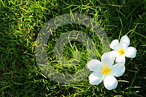 White flower on grass field