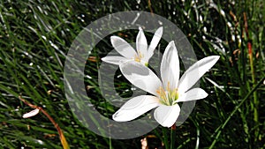 White flower with grass surrounding