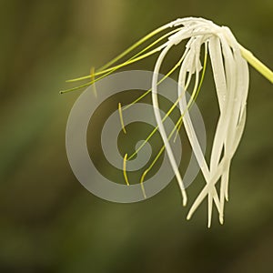 White flower before green background