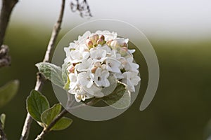 White flower on green background