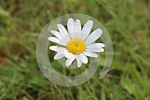 White flower on green background