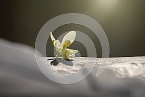 White flower on a green blurred background with for text writing. Broken flower. White flower under sun rays. Sunlight.