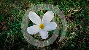 White flower on green grass photo