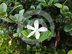 white flower with green leaf