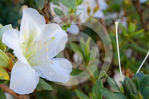 White flower with green leaf or grass with rain water or dew. photo
