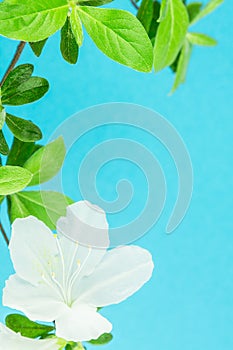 White flower and green leaves