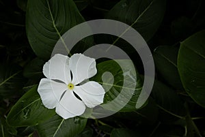 White flower on green leaves background