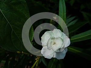 White flower on Green Leaves background wallpaper