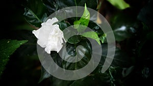 White flower among green leaves pant