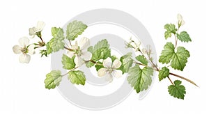 White flower with green leaves and stem. It is placed on top of piece of paper, which serves as background for this