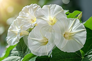 A white flower with green leaves in the sun