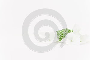 white flower with green sprouts on a white background