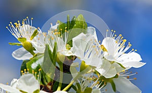 White flower of greengage plum on blue sky background