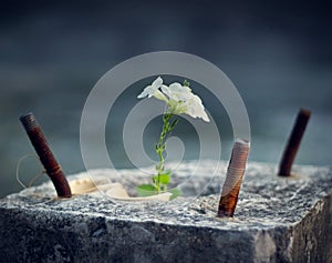 White flower growing on crack concrete pillar, soft focus